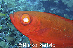 Maybe someone out there might help me identify this one i... by Marko Perisic 